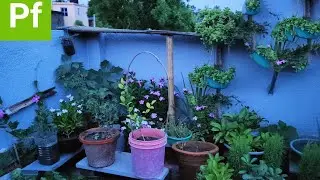 Garden tour after rain | A short tour |