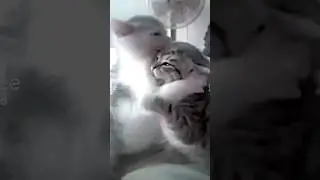 😻