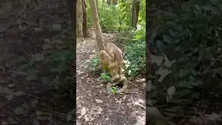 How Monkey Broke The Internet 🤣 #funny #monkey #video