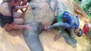 BeHD Touch 4K Elephant Jungle Sanctuary, Phuket Thailand 2018.