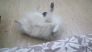 Рок н рол с хвостом. Шпиц танцует