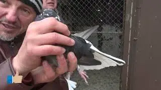 Who said pigeons don't fly in Nikolaev?