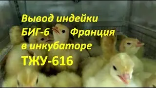 Итог инкубации индейки БИГ-6 Франция от 10 апреля 2020 г. Как правильно считать процент выводка.