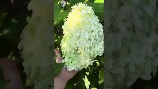 Гортензии в саду