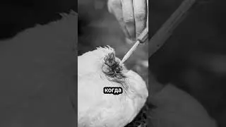 Курица без головы, которая жила 18 месяцев! 🐔🤯 
