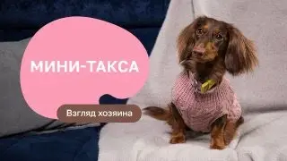Миниатюрная такса — все о породе, плюсы и минусы — шоу «Ожидание/реальность»