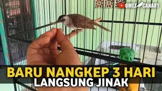 CONDITION OF THE BIRDS THAT ENTERED THE HOUSE YESTERDAY‼️IT TURNS OUT THEY ARE GOOD BIRDS, GUYS