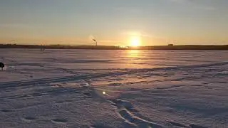 Спаниель и снег.