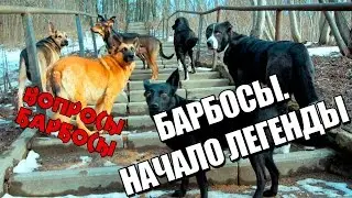 невыдуманные истории собак из приюта 