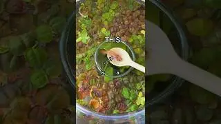 How did my Fish Escape?