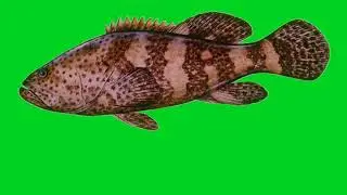 Collection of Grouper Swimming Effect Green Screen