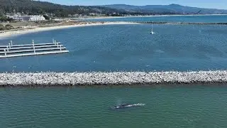 Whale in the Half Moon Bay Harbor