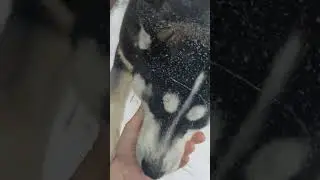 Вот как атучить хаски от поедания кур.Уже до соседских добрался