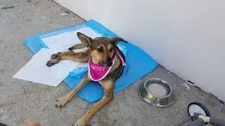 Rosie 20.9.2015 - first try of a wheelchair