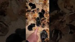 На ФЕРМЕ пополнение 😍