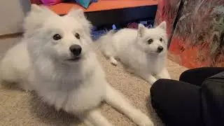Friday and Valentino Went To The Groomers!