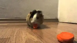 Guinea Pig is Eating a Carrot