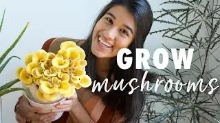 HOW TO GROW MUSHROOMS AT HOME IN JUST 2 WEEKS | Golden Oyster Mushroom Grow Kit Tips 🍄
