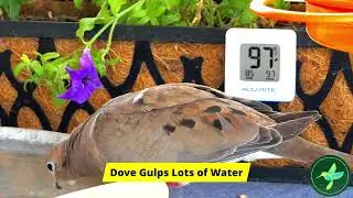 Dove Gulps Water in the Desert Heat | Backyard Birds Highlight Clip