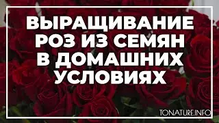Выращивание роз из семян в домашних условиях | toNature.Info