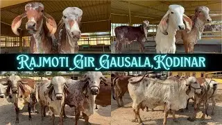 Rajmoti Gir Gausala,Kodinar #new #cow #bull