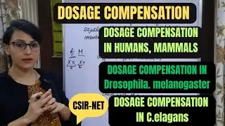 Dosage Compensation || Dosage Compensation in Mammals ||Drosophila || C. elegans