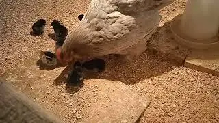 Как курица кормит цыплят