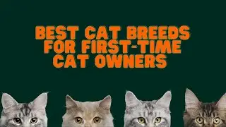 Best Cat Breeds for First-Time Cat Owners