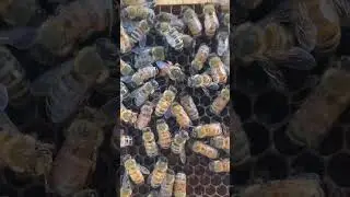 I Saw a Queen Bee Lay an Egg!