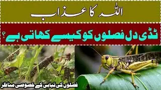 Tidi Dal Faslon Ko Kesy Khati Hai? | Allah Ka Azaab |Religion Hub