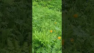 Природо-терапия #виталийалтайский #целительство #горныйалтай