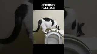 Gato usando el inodoro y descarga el agua
