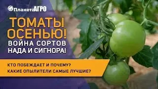 🍅 Второй оборот томатов в теплице. Лучшие гибриды томатов 🍅 для выращивания в теплице 🌿 Планета Агро