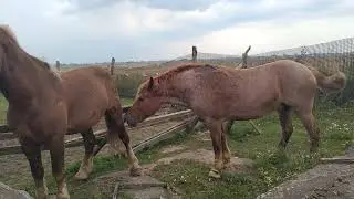 Знакомим Машку с жеребцом