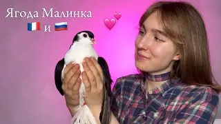ХАБИБ Ягода Малинка на ФРАНЦУЗСКОМ! КАВЕР на 2 языках!