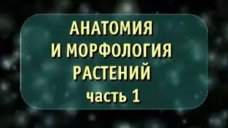 Биология. Анатомия и морфология растений. Часть 1. Семя. Корень
