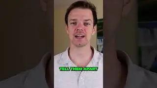 Lhasa Apso vs Shih Tzu - How to Tell them Apart