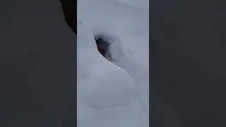 Вход в гараж)) снежно!