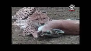 Most Amazing Wild Animal Attacks - Prey Animals vs Predator Fight Back | Top 10 Craziest Animal