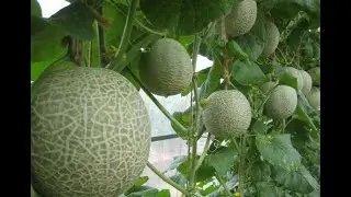 Growing hydroponic melons in japan