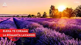 ȘTII: Lavanda este remediul perfect pentru stres