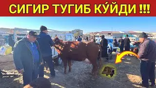 БОЗОРДА СИГИР ТУГИБ КУ́ЙДИ !!! ХОРАЗМ УРГАНЧ МОЛ БОЗОРИ 27-НОЯБР 2022г ХОРАЗМ БОЗОР