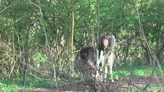 Koninklijk landschap de Horsten