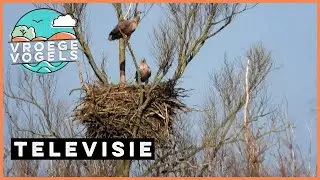 Zeearenden geven elkaar cadeaus | TV | Vroege Vogels