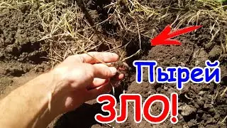 √ ПЫРЕЙ - как защититься/бороться/избавиться от ползучего бурьяна. Борьба на огороде, защита грядок.