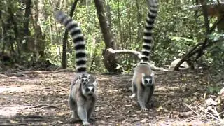 Ringtail Lemurs at Monkeyland