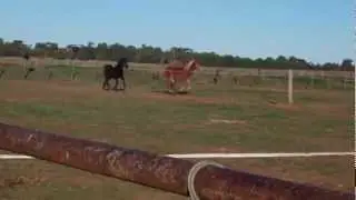 little brumby filly gets a paddock