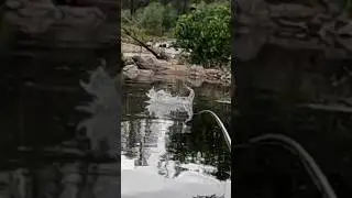 Giant fish eats a topwater frog!! #fishing