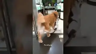 Dog vs cat #shorts | dont go outside | dog and cat video | cat vs dog | cat & dog | friendship love