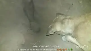 a aramcada do tatu que espirro 🐕🐕